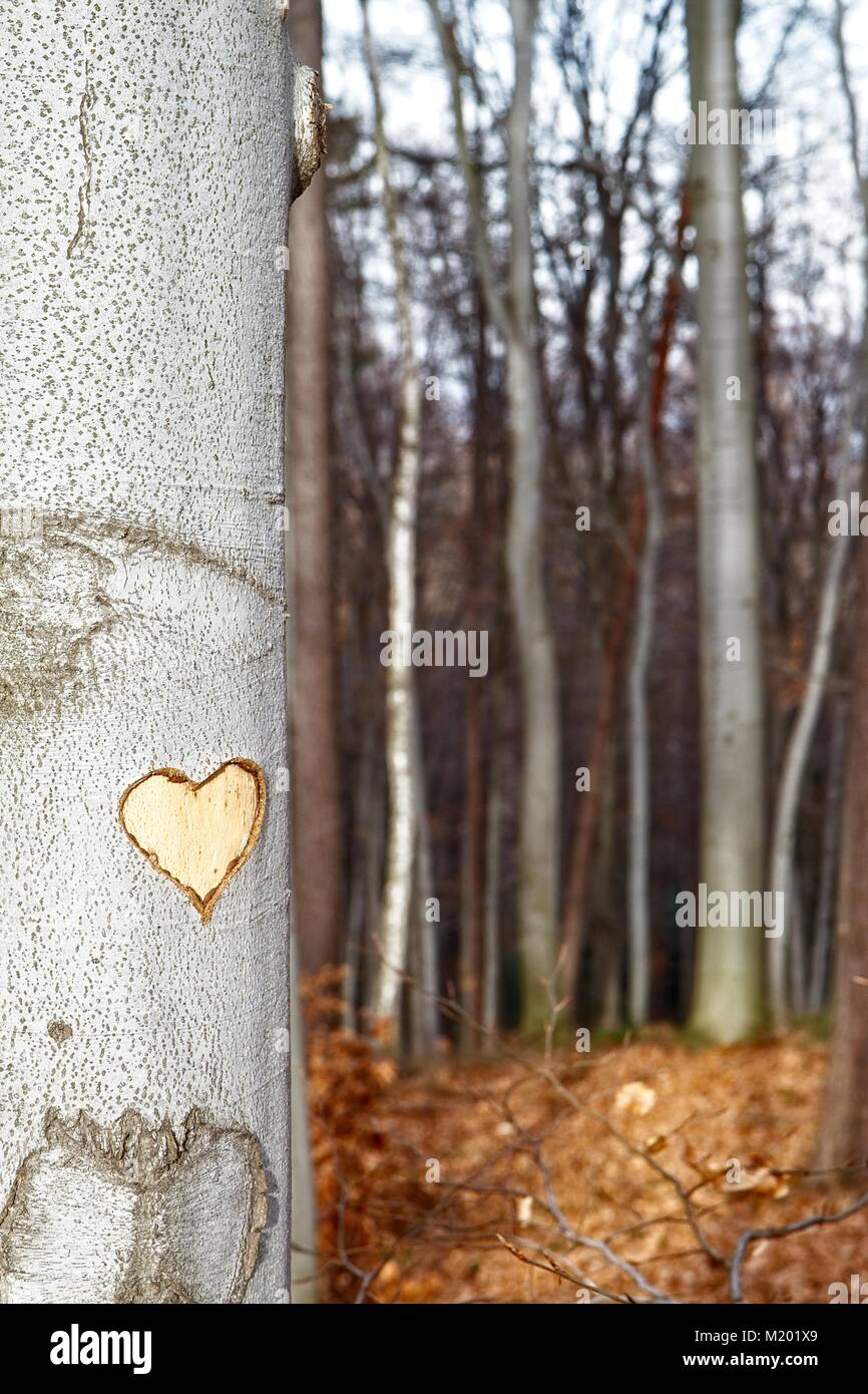 Heart carved on the tree trunk / beech tree. Woods in the background. Valentine / Love Stock Photo