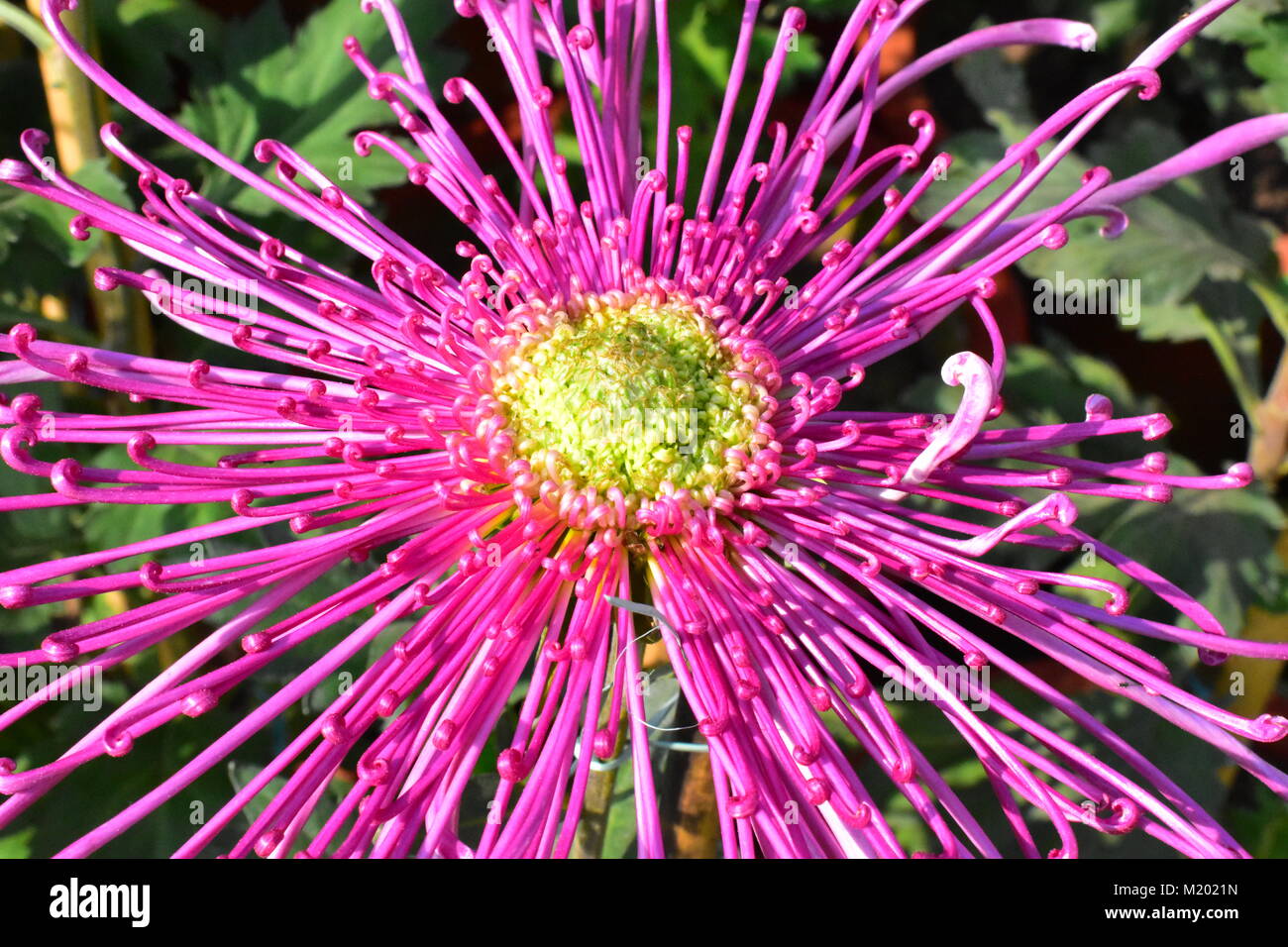 Spider mums hires stock photography and images Alamy