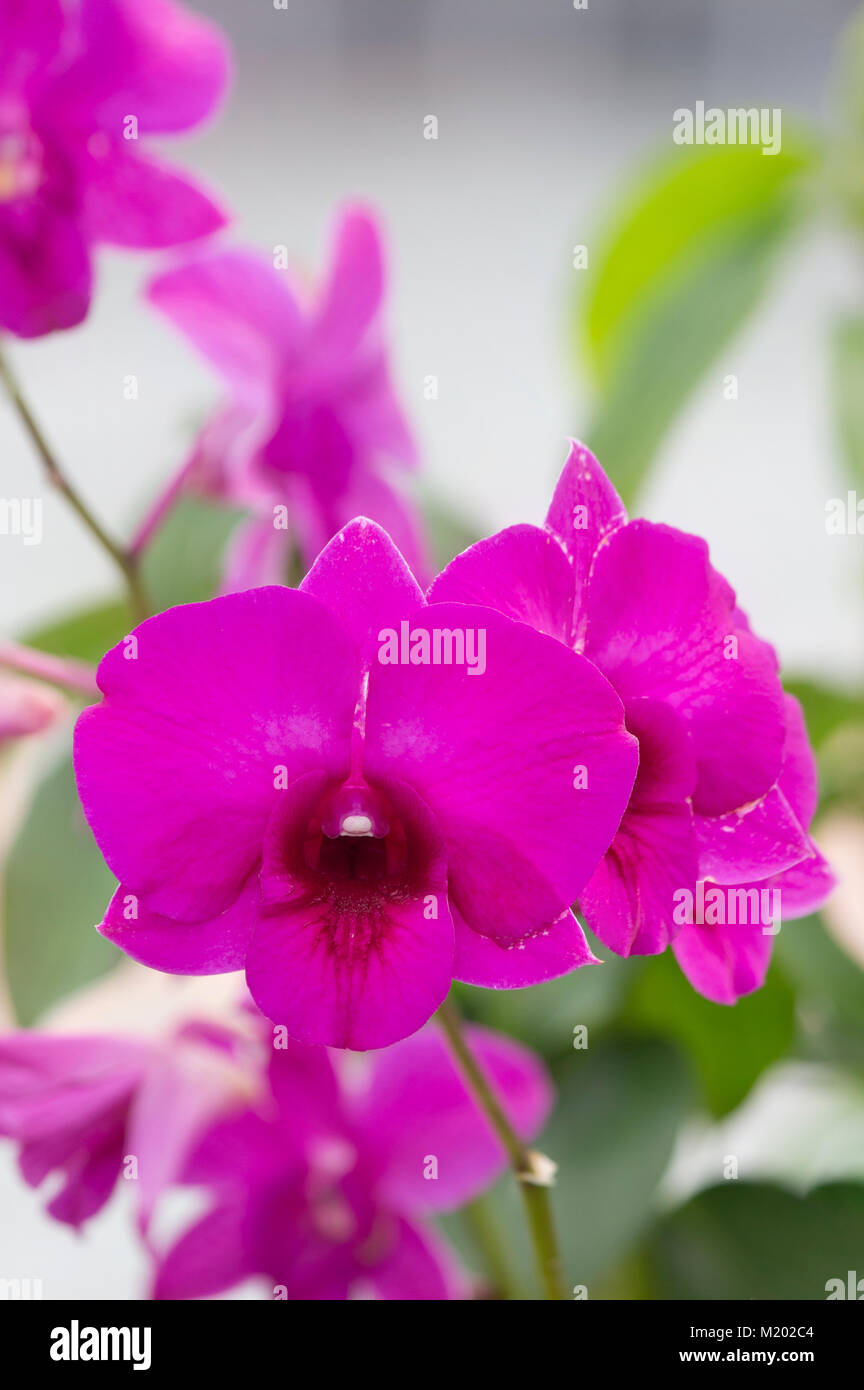 Close up Pink orchid Beautiful morning Stock Photo