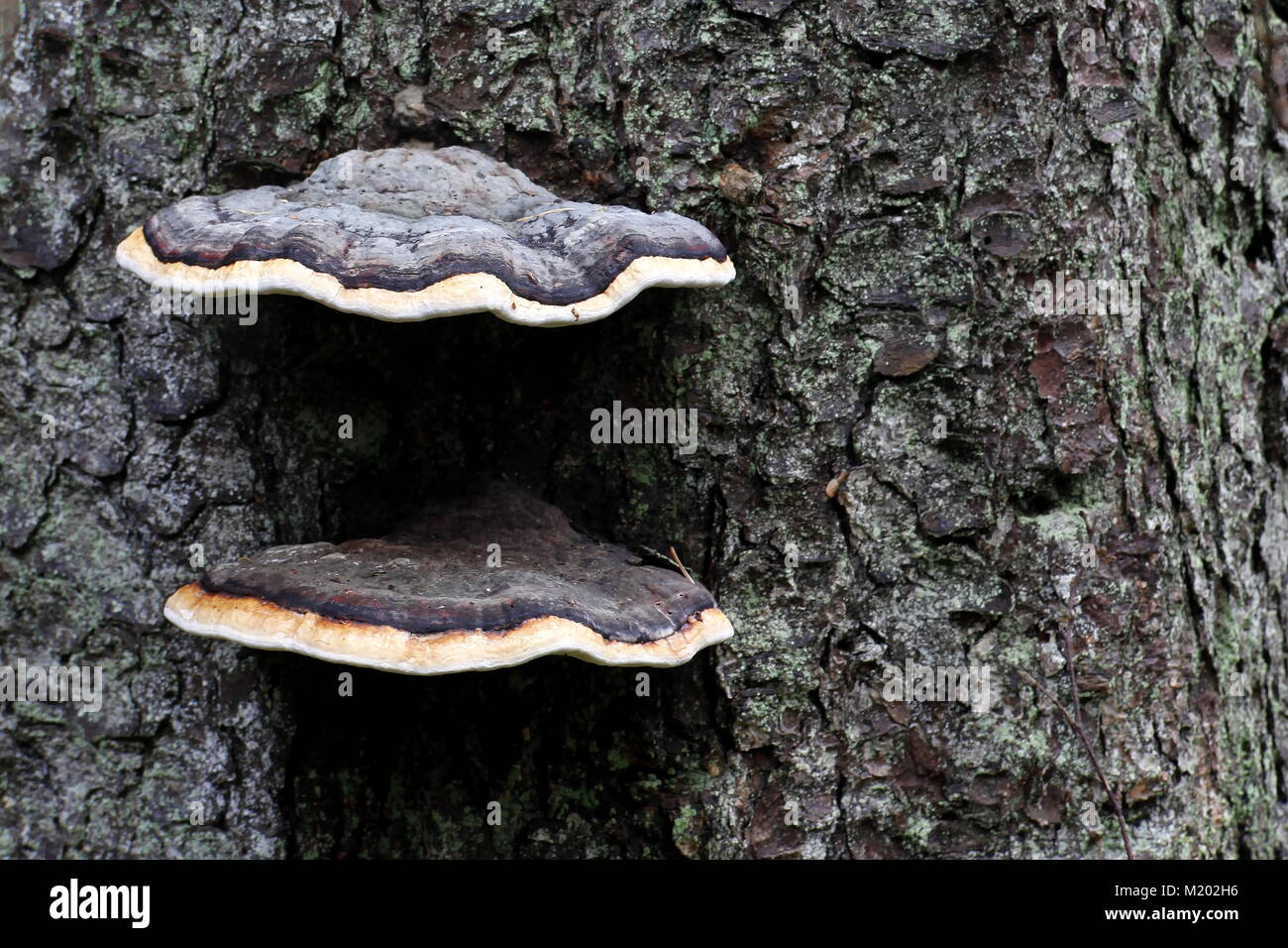 Red belt conk, Fomitopsis pinicola, a stem decay fungus Stock Photo - Alamy