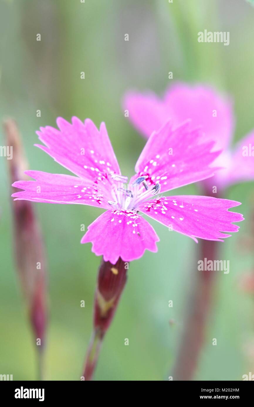 Maiden pink, Dianthus deltoides, growing wild in Finland Stock Photo