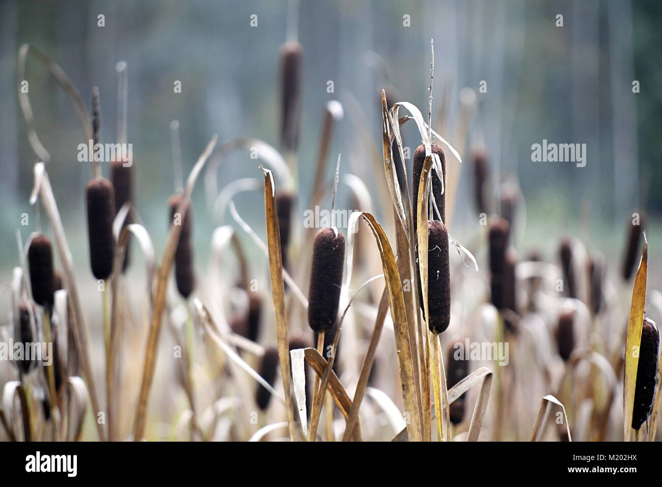Common bulrush or cat’s-tail, Typha, latifolia Stock Photo