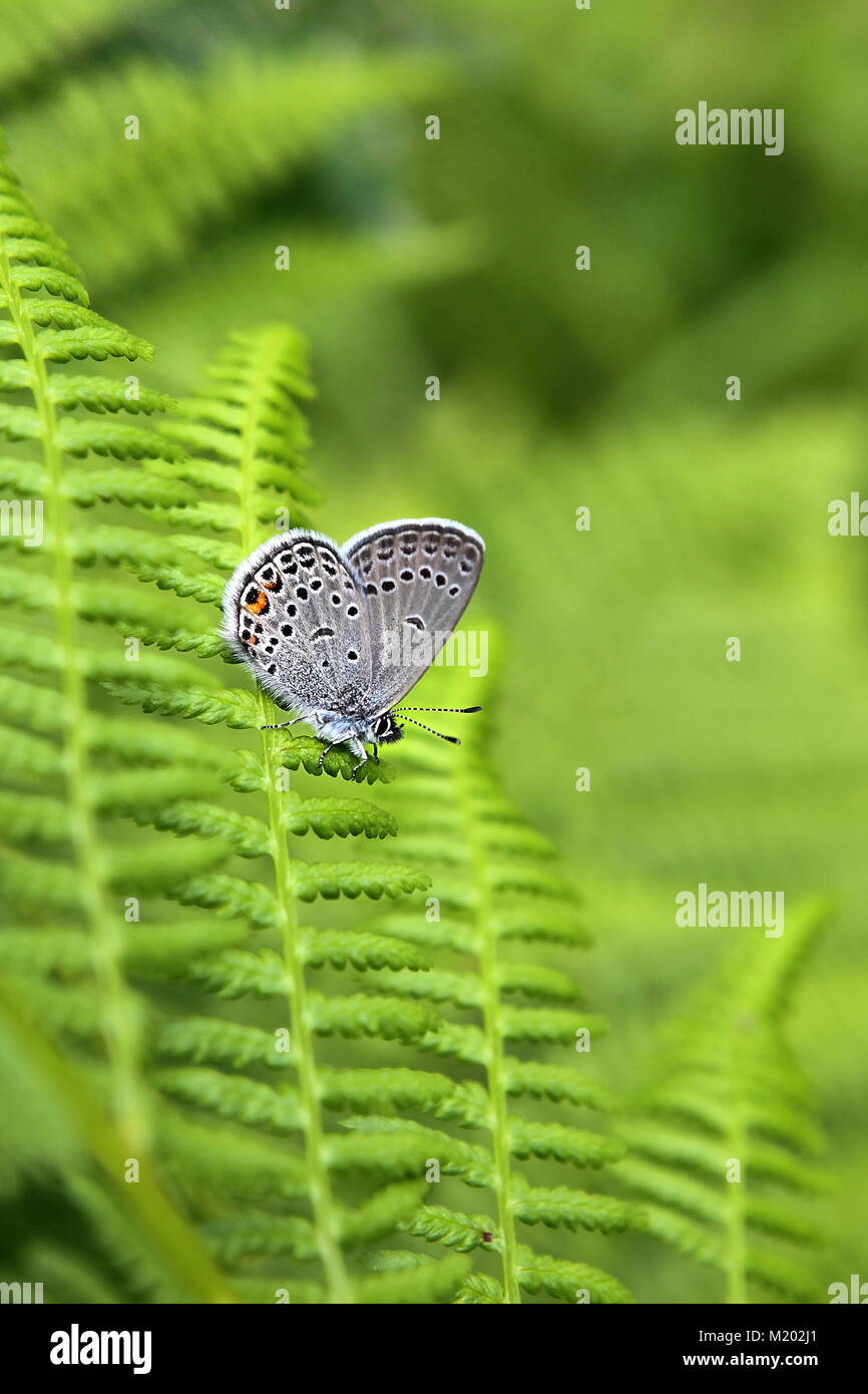 Common blue butterfly, Plebeius icarus, resting on a fern Stock Photo