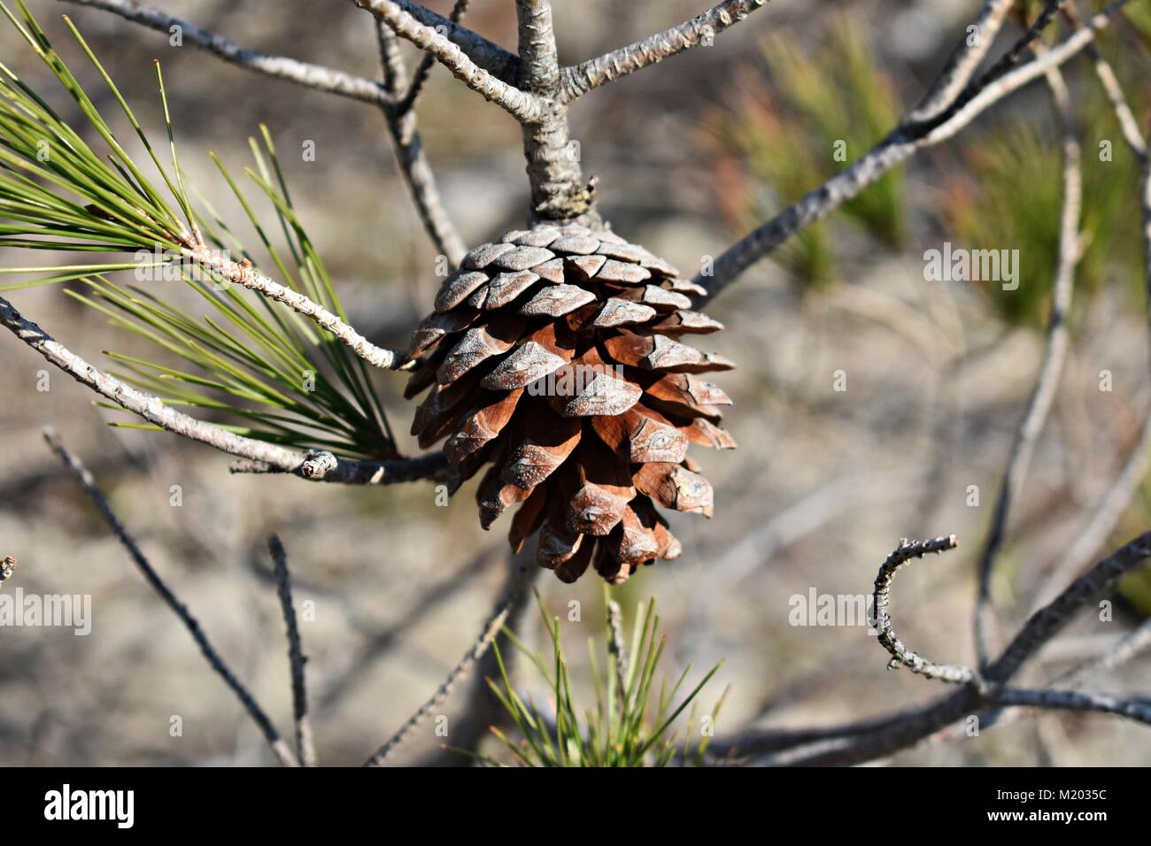 Closeup of pine cone at a branch Stock Photo - Alamy