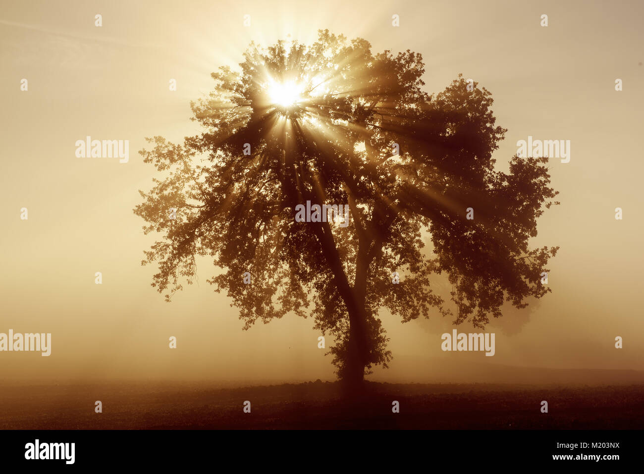 Single tree in the fog Stock Photo - Alamy