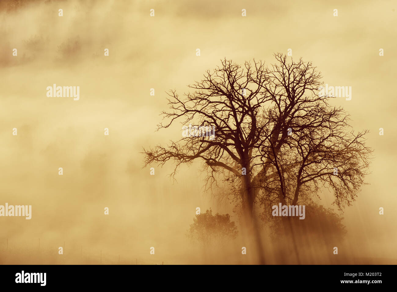 Single tree in the fog Stock Photo - Alamy