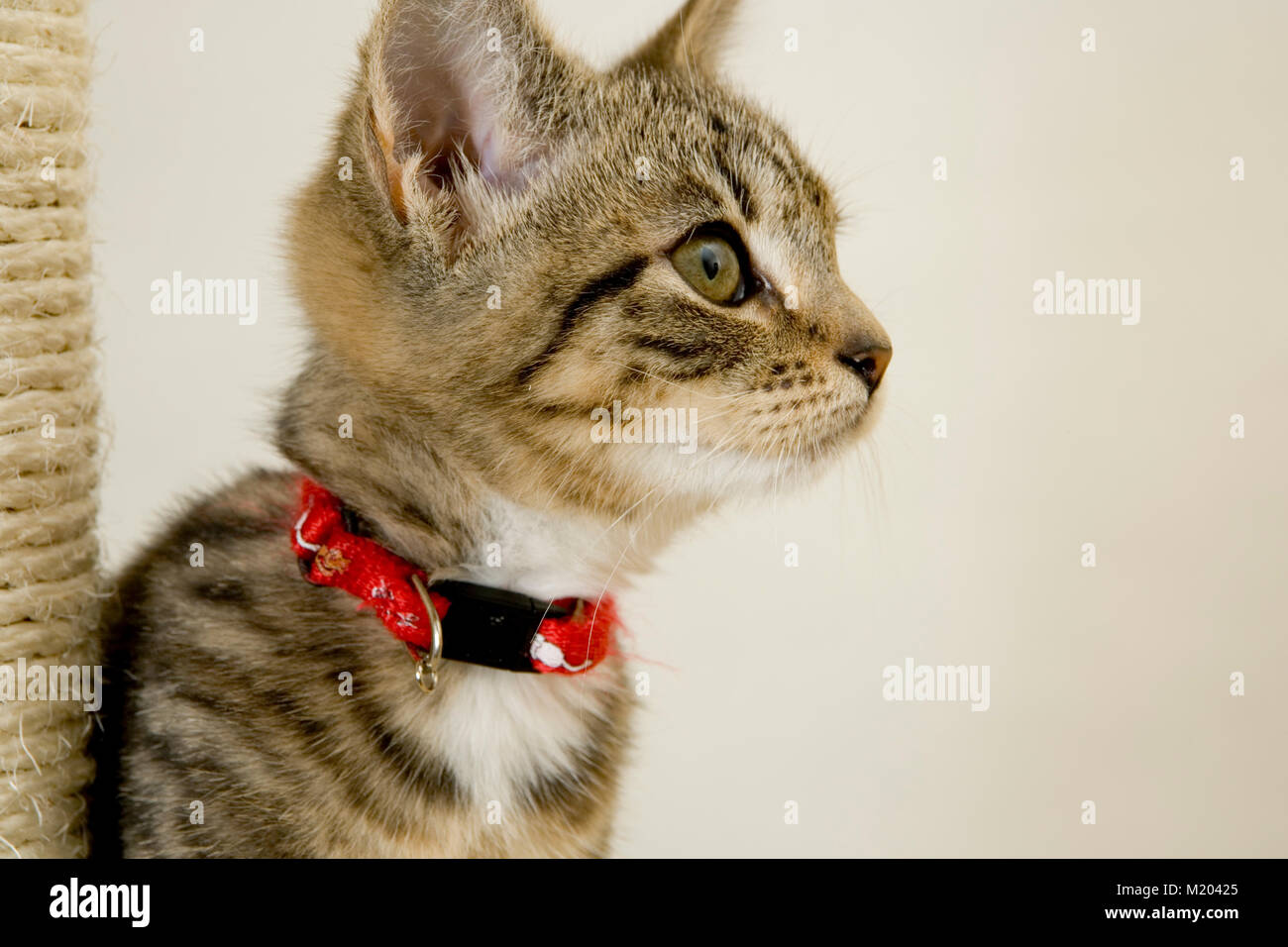 Cute wided eyed kitten Stock Photo