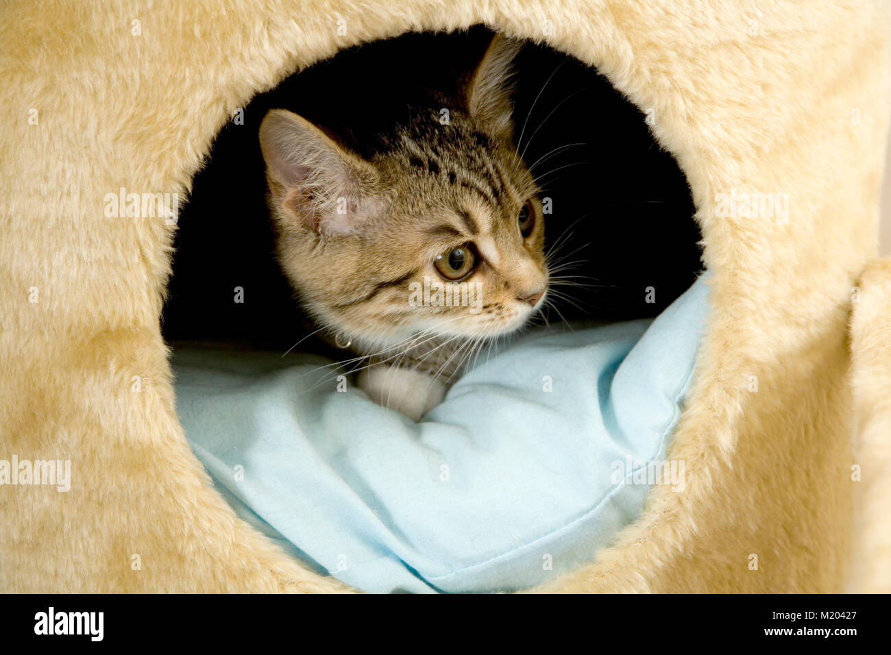 Cautious kitten Stock Photo