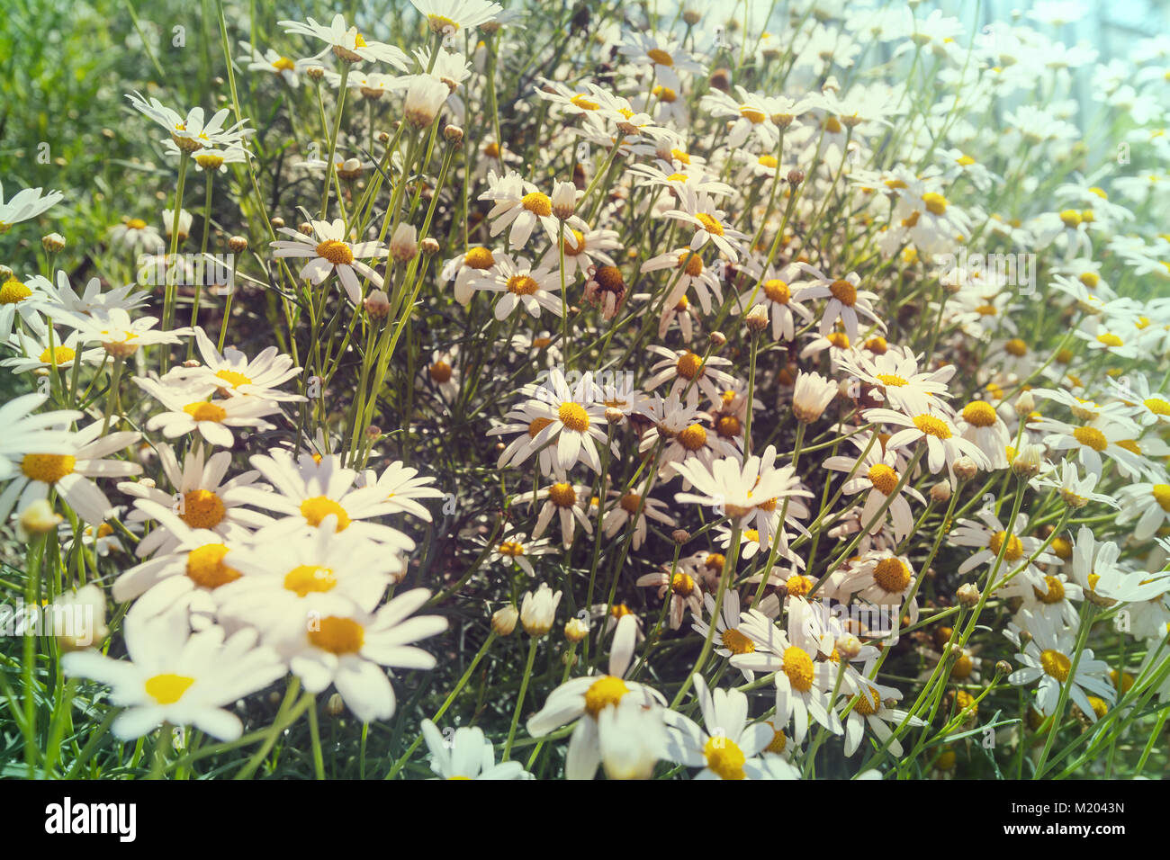 Chamomile meadow in summer time Stock Photo - Alamy
