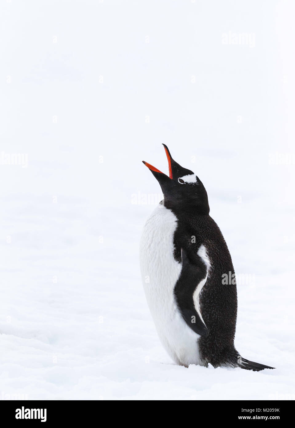 Antarctic Gentoo Penguin Stock Photo