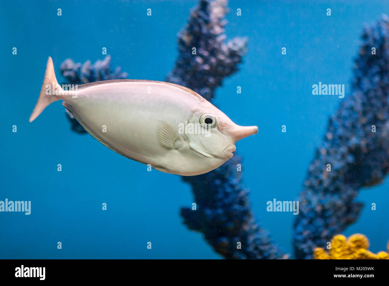 The aquarium is home to this unicorn fish and it is enjoying a trip around his world. Stock Photo