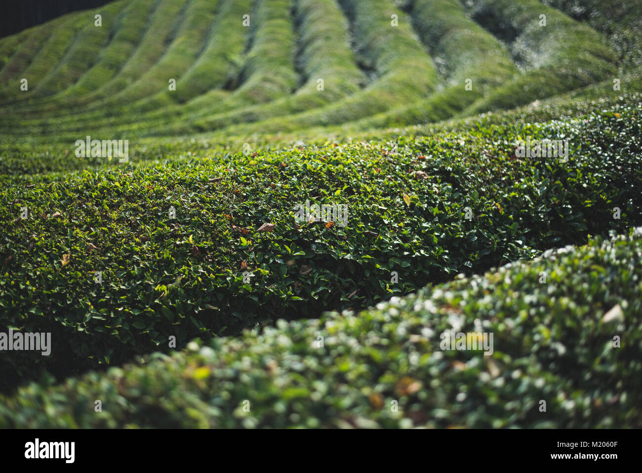 Amongst the green tea plants at Boseong Tea Plantation, South Korea