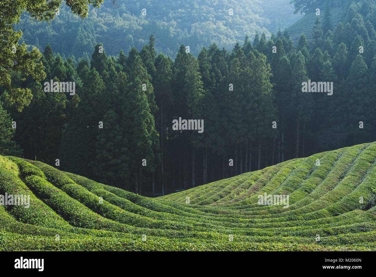 Amongst the green tea plants at Boseong Tea Plantation, South Korea