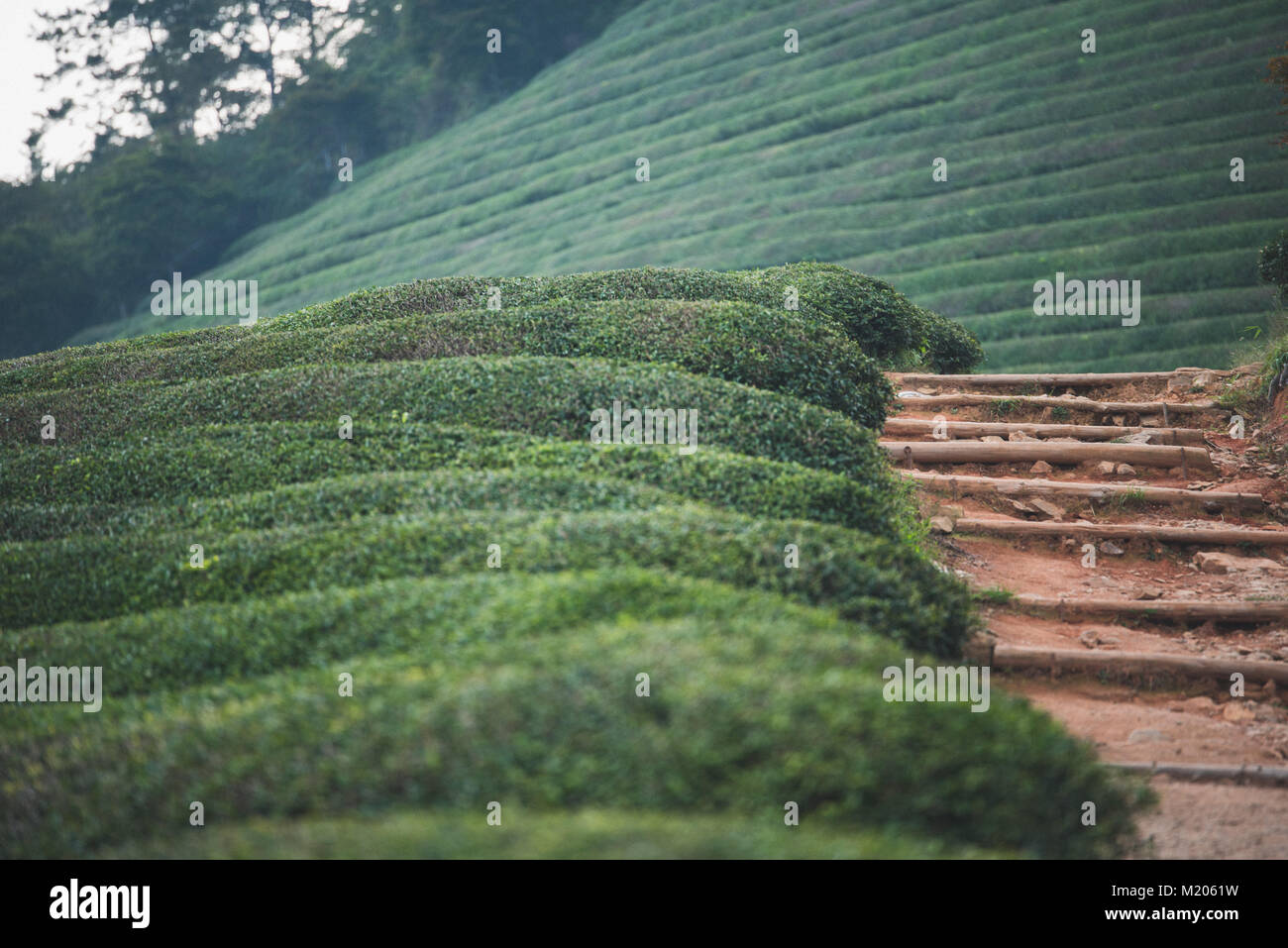 Amongst the green tea plants at Boseong Tea Plantation, South Korea