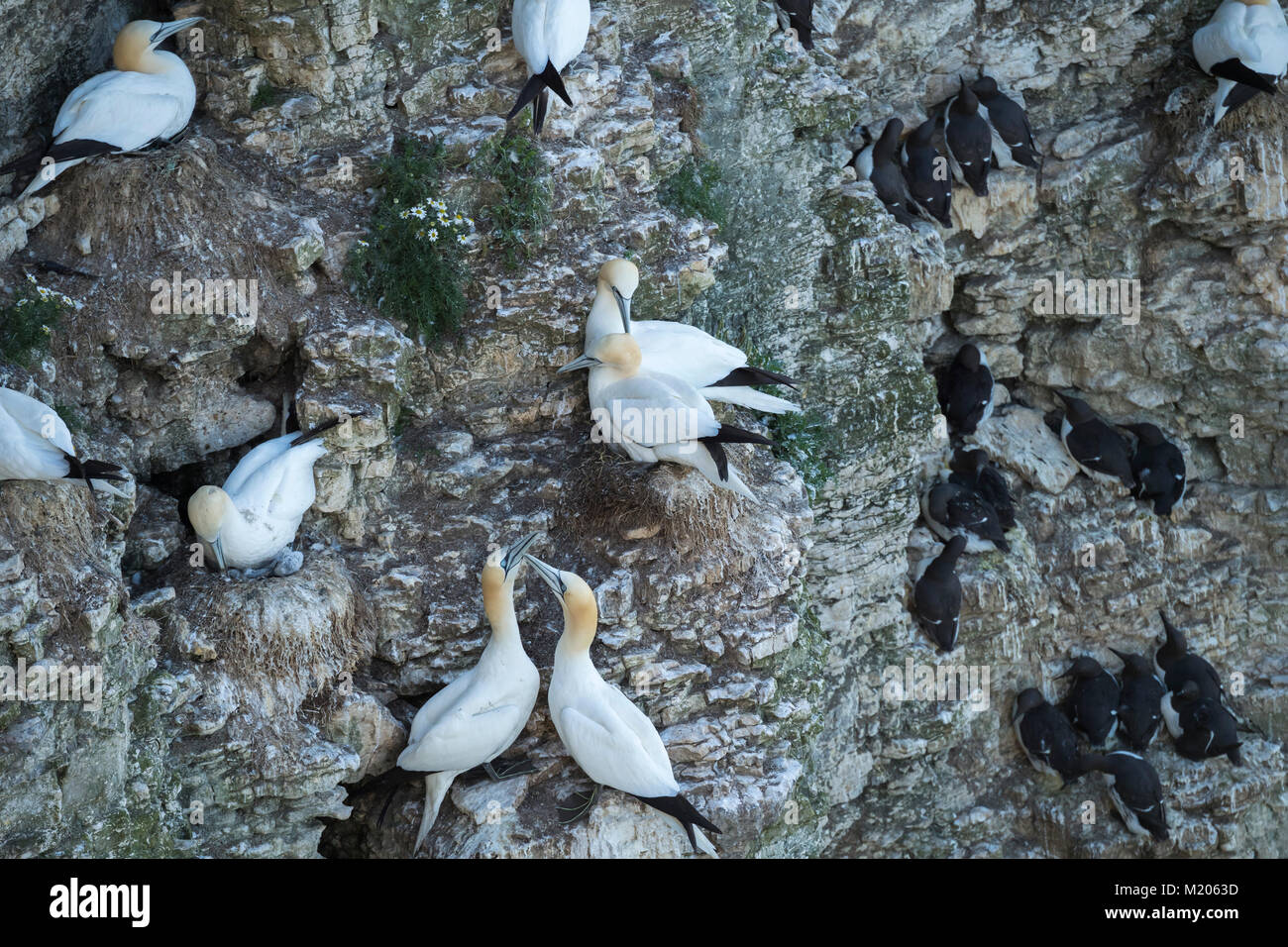 High view close-up of 3 different seabirds (gannets & guillemots) nesting on chalk cliff-side - Bempton Cliffs RSPB reserve, East Yorkshire, England2 Stock Photo