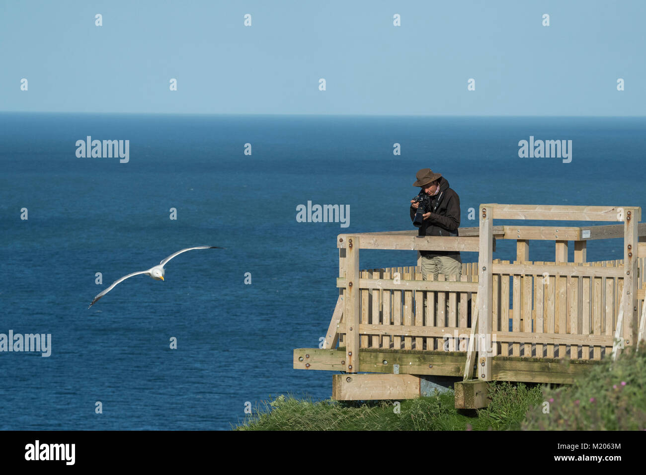 Man on viewing platform takes photo with camera as gull flies past over blue North Sea - Bempton Cliffs RSPB reserve, East Yorkshire, England, UK. Stock Photo