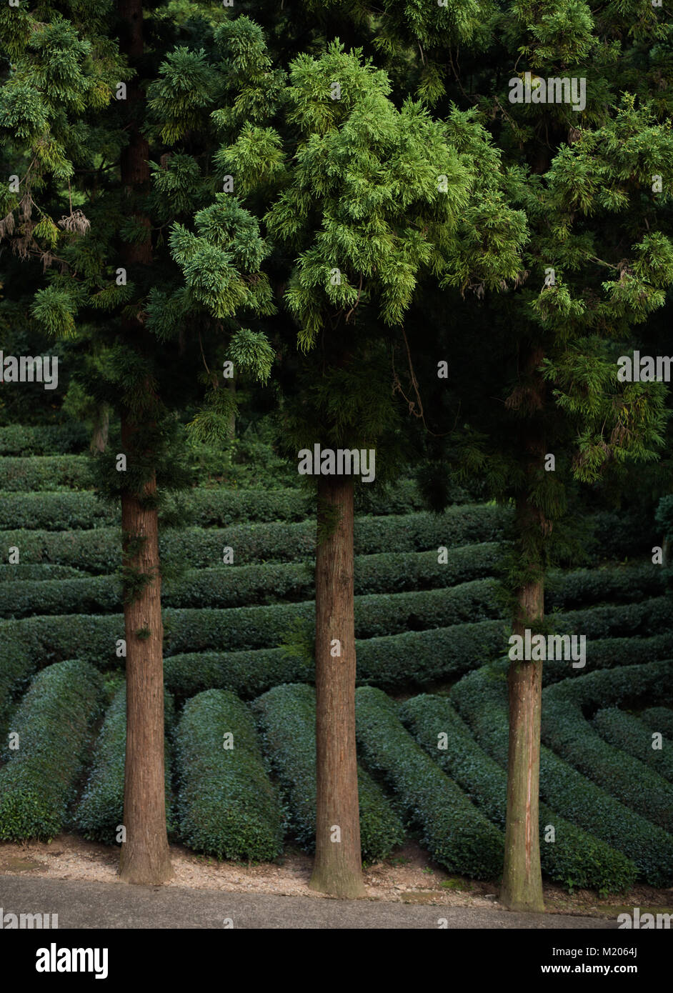 Amongst the green tea plants at Boseong Tea Plantation, South Korea