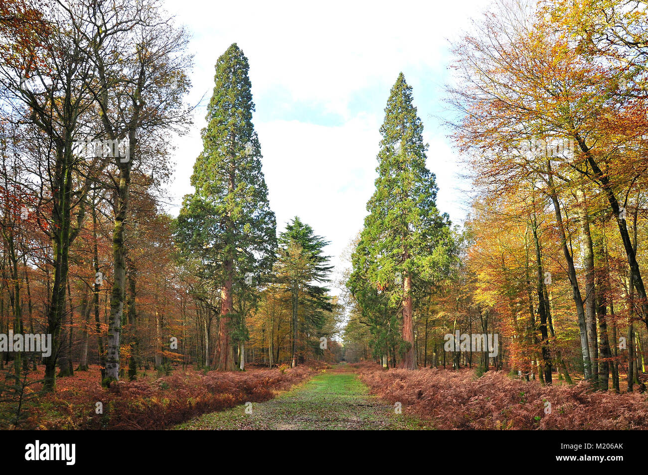 Giant Sequoia Trees (Giant Redwood) tallest tree in England Stock Photo