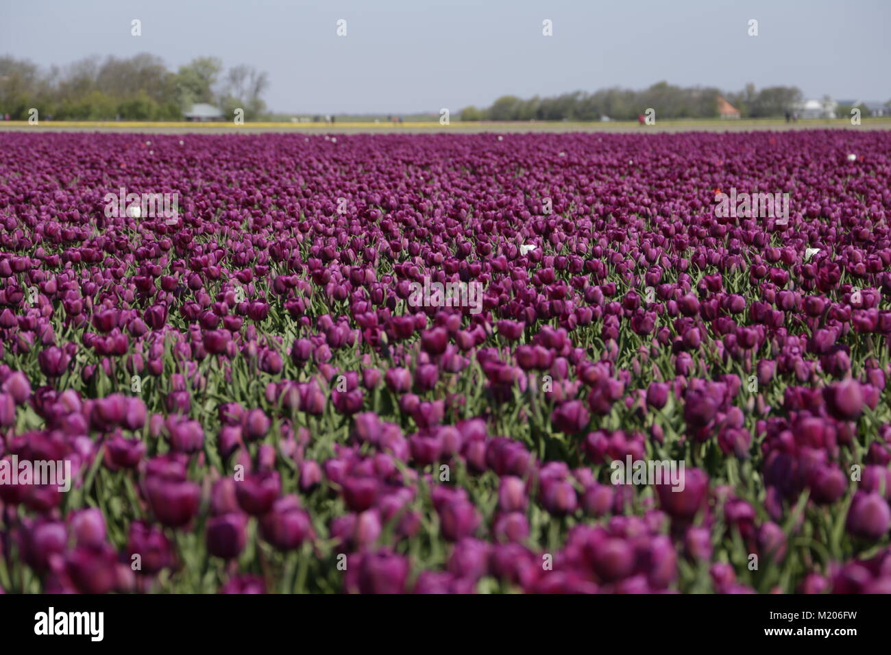 Colorful tulipfields in the Netherlands Stock Photo - Alamy