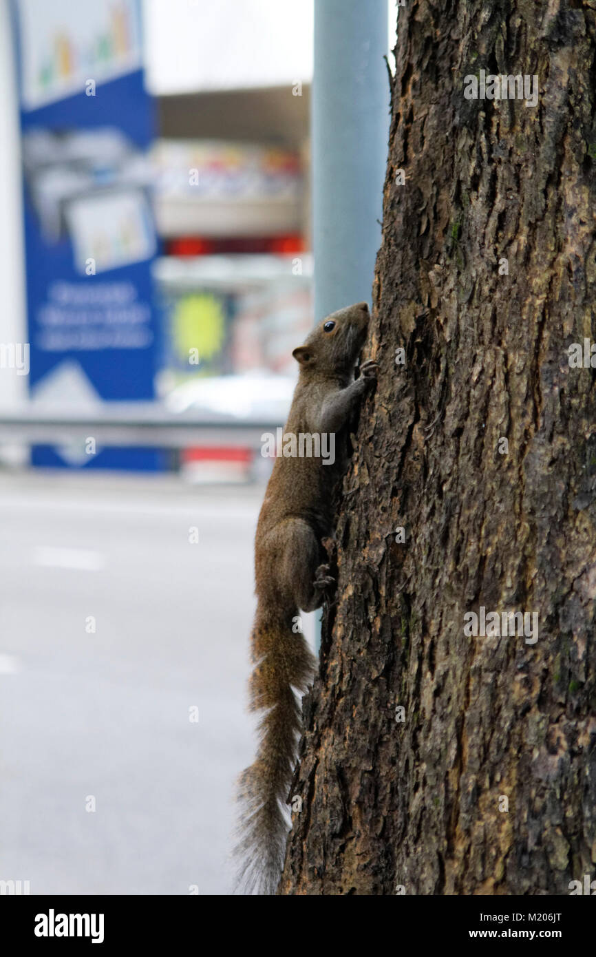 Photographing Flying Squirrels with Sabre