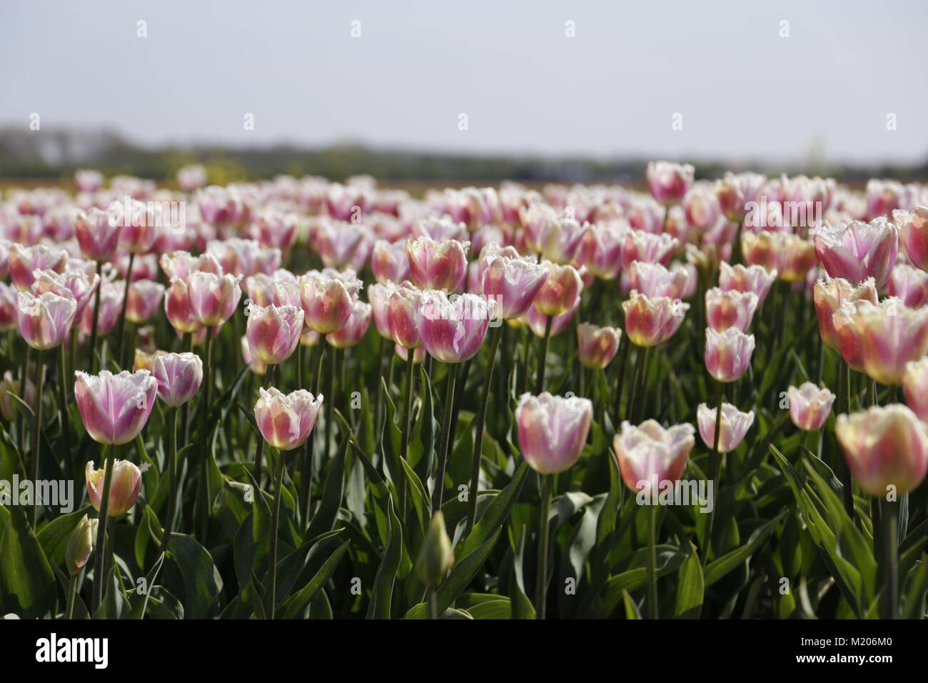 Colorful tulipfields in the Netherlands Stock Photo - Alamy