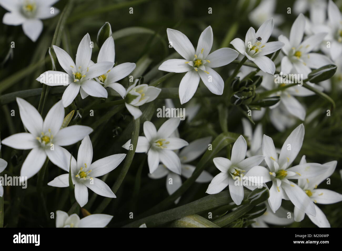 garden star-of-Bethlehem lovely flowers Stock Photo - Alamy