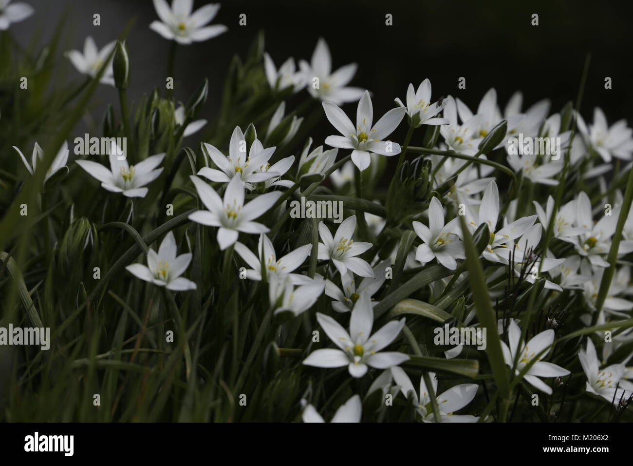 garden star-of-Bethlehem lovely flowers Stock Photo - Alamy