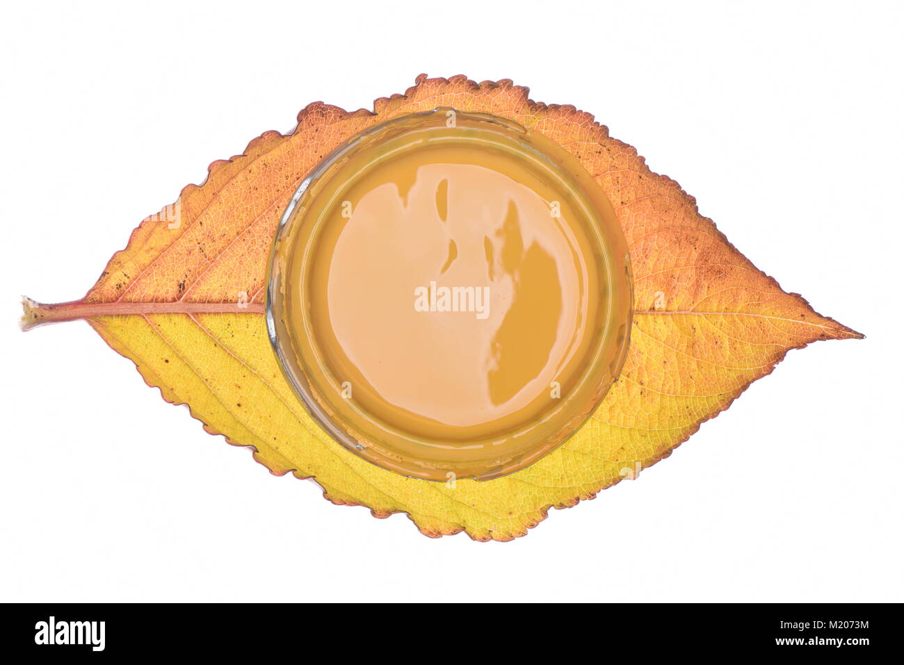 Autumn leaf with paint can lid isolated on white background Stock Photo