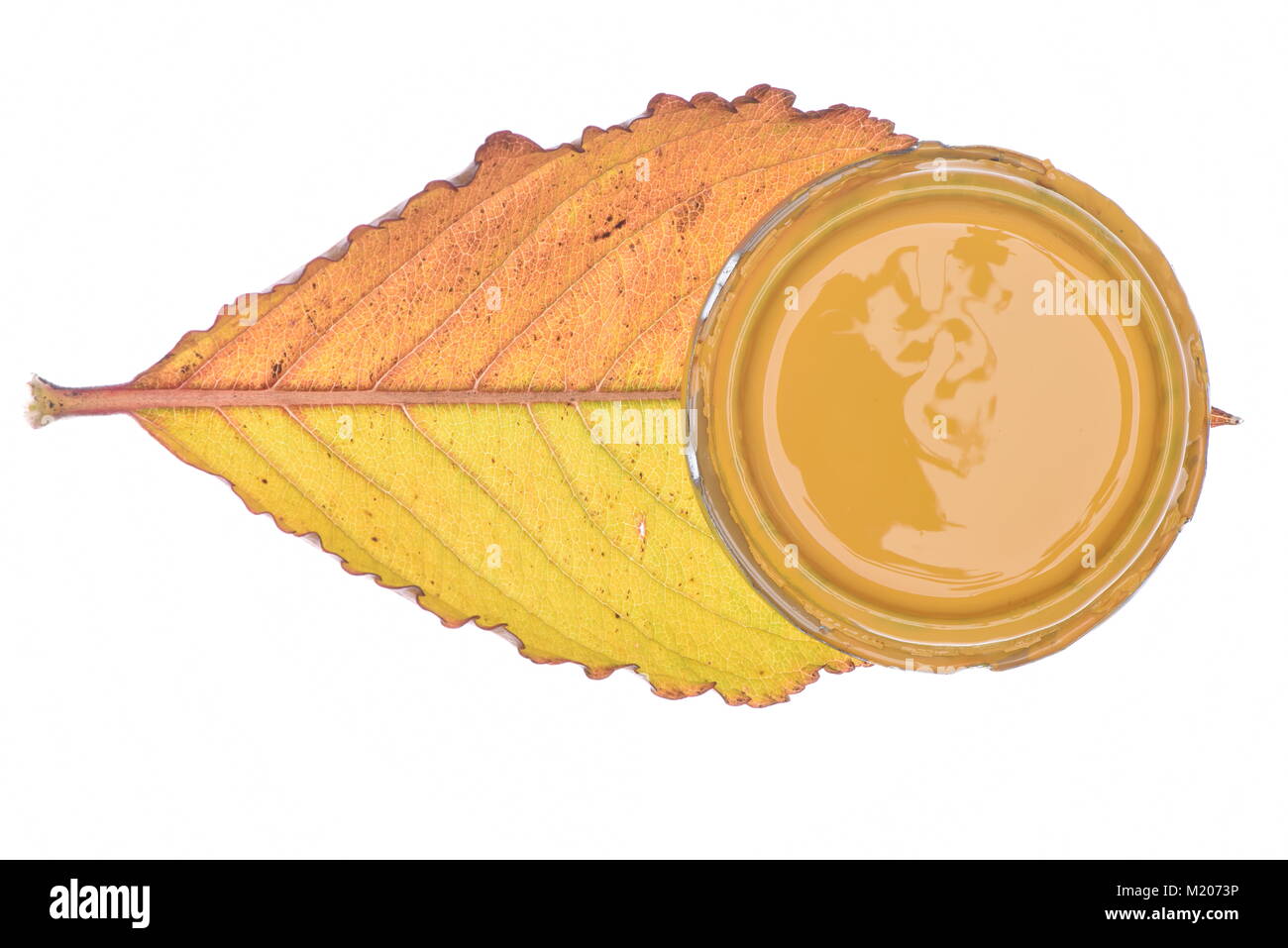 Autumn leaf with paint can lid isolated on white background Stock Photo