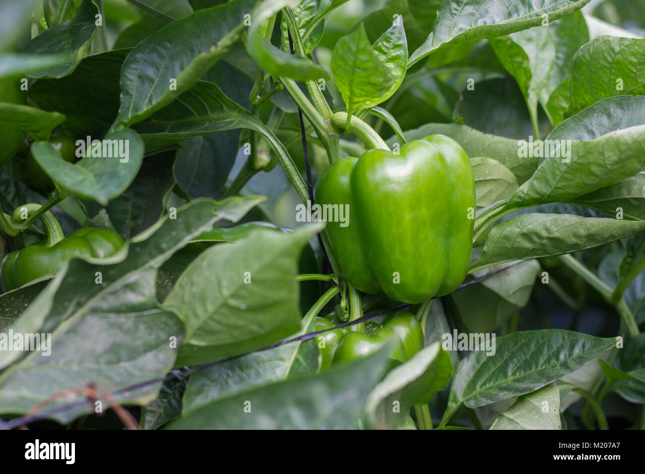 green peppers growing in greenhouse jordan valley hydroponic Stock