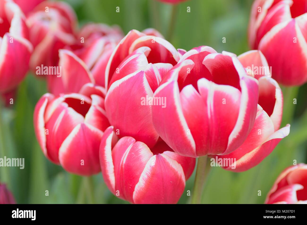 Macro background of colorful spring Tulip flowers at garden Stock Photo