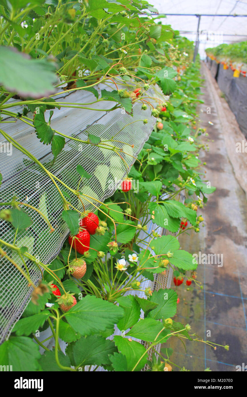 Indoor strawberry farm Stock Photo Alamy