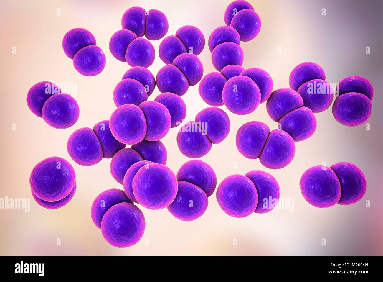 Gonorrhoeae bacteria. Computer illustration of Neisseria gonorrhoeae  bacteria. N. gonorrhoeae is a Gram-negative bacterium that causes the  sexually transmitted infection gonorrhoea. Symptoms include vaginal or  urethral discharge and a burning sensation on, image size:1300x956