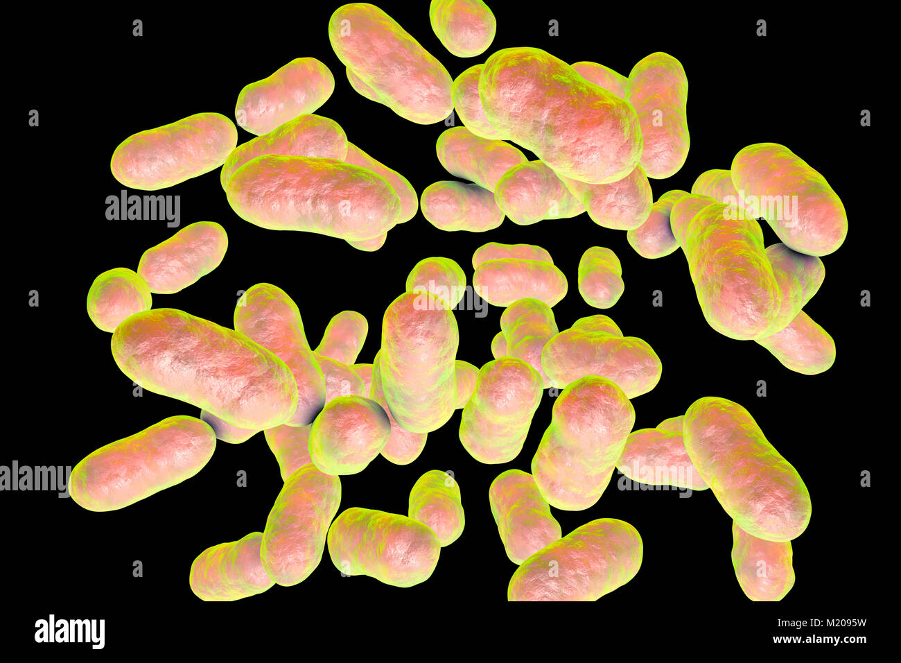 Prevotella bacteria,computer illustration.Prevotella are Gram-negative,anaerobic,rod to coccobacillus shaped,prokaryote (bacterium).One of the common species is Prevotella melaninogenica,formerly known as Bacteroides melaninogenicus.Prevotella melaninogenica is generally found in the oral cavity causing opportunistic infections in humans.However it can also be found in others areas of the body,such as the intestine,where opportunistic infections can occur.Prevotella melaninogenica is found in the rumen of cattle and sheep where it helps to break down protein and carbohydrates. Stock Photo