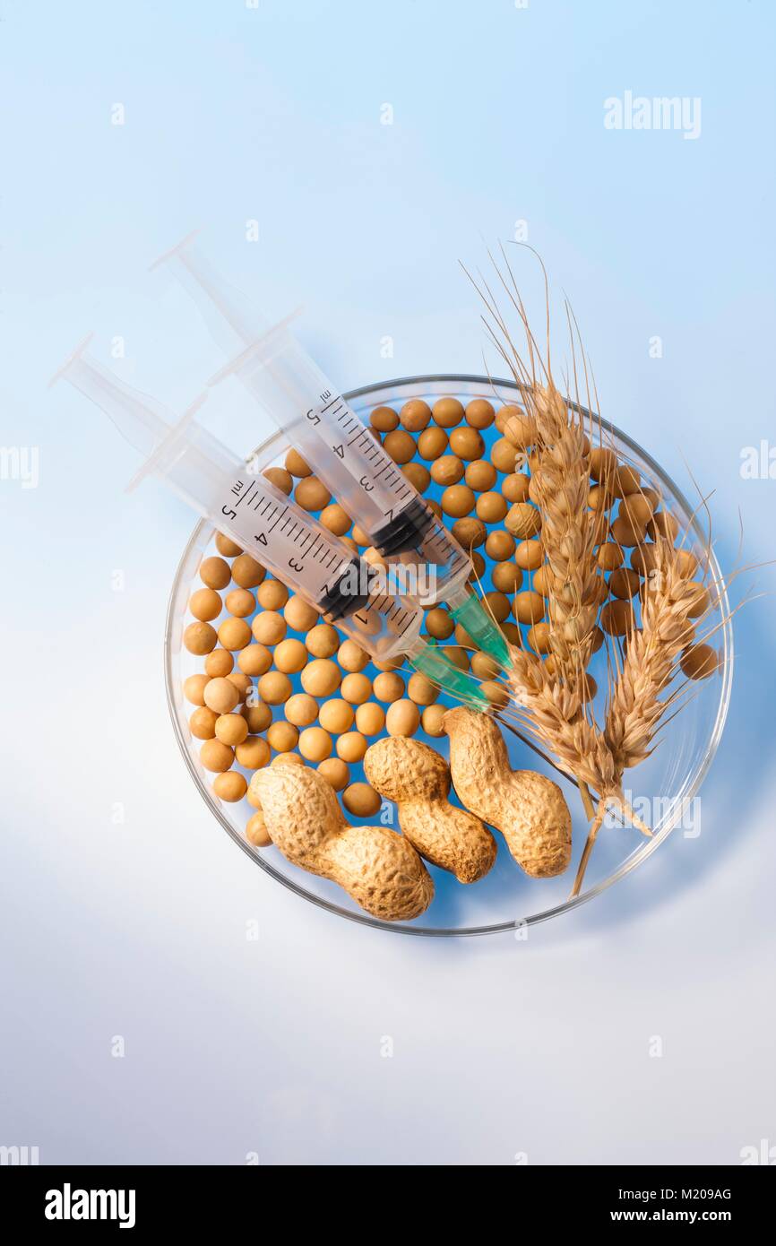 Soy beans, wheat and monkey nuts in petri dish with syringes, studio