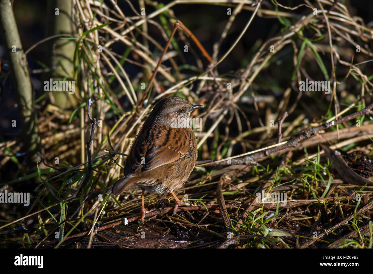 Dunnock on a Low branch Stock Photo