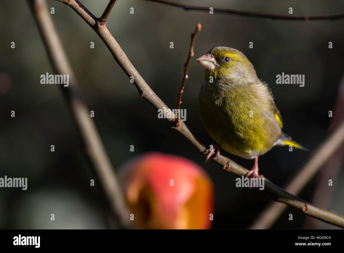 Green finch Perched Stock Photo