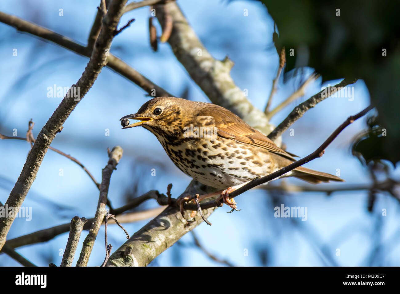 Song Thrush on a branch Stock Photo