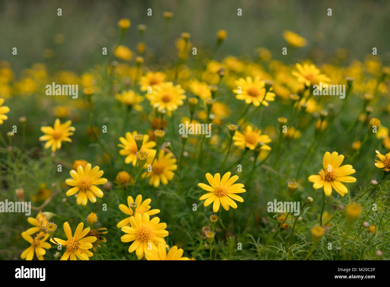Tetraneuris, yellow flowers, close-up Stock Photo