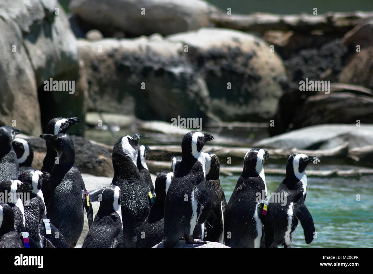 African Penguin at Baltimore Zoo Stock Photo