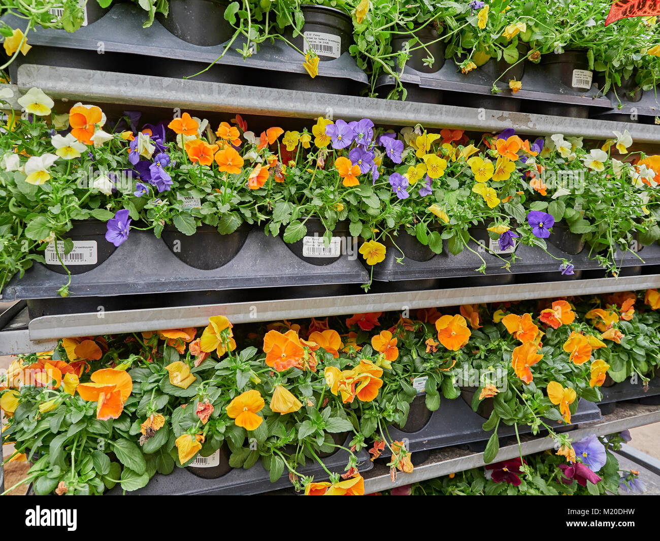 Violaceae hires stock photography and images Alamy