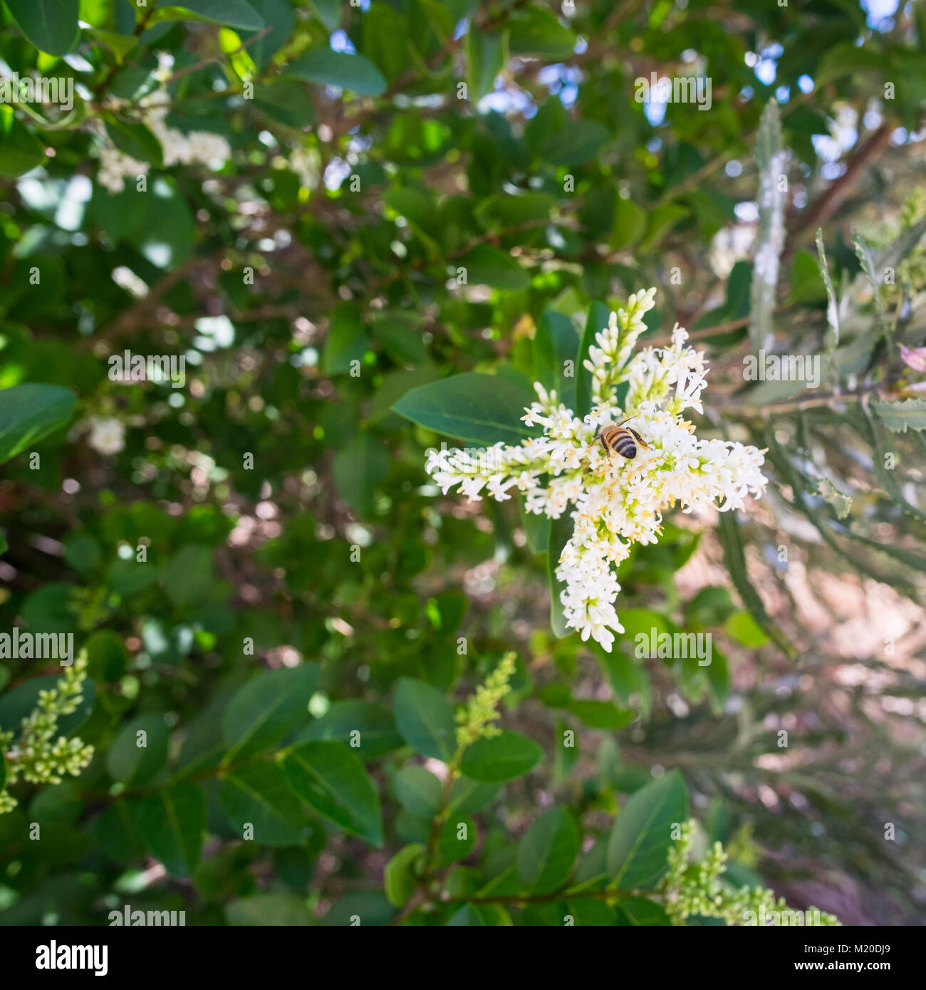 Worker bee gets nectar from white Australian flower in Sinagra, perth, WA Stock Photo