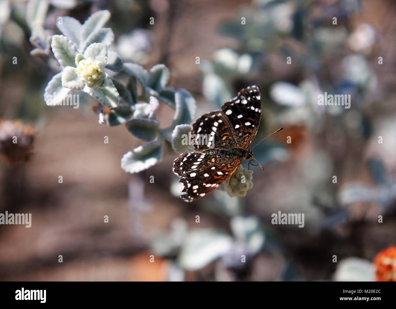 Texas Crescent butterfly as photographed in the desert of Arizona near Kartchner Caverns in Spring. Stock Photo