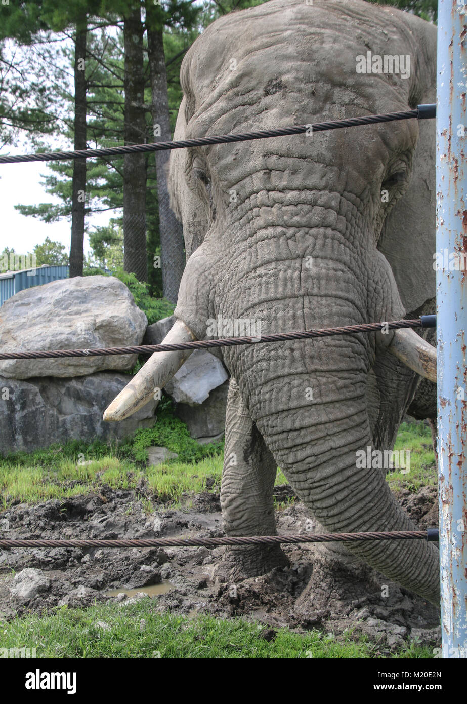 Gray African elephant at zoo in outside enclosure that is done with steel cable as gate. Stock Photo