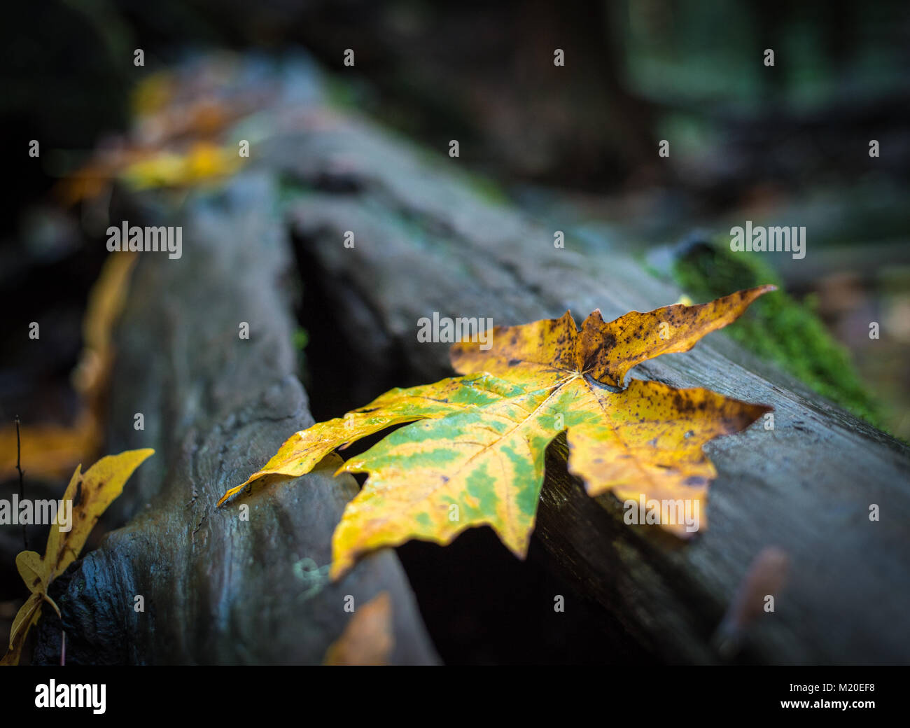 Vibrant yellow autumn leaf laying on a wet, out of focus tree Stock Photo