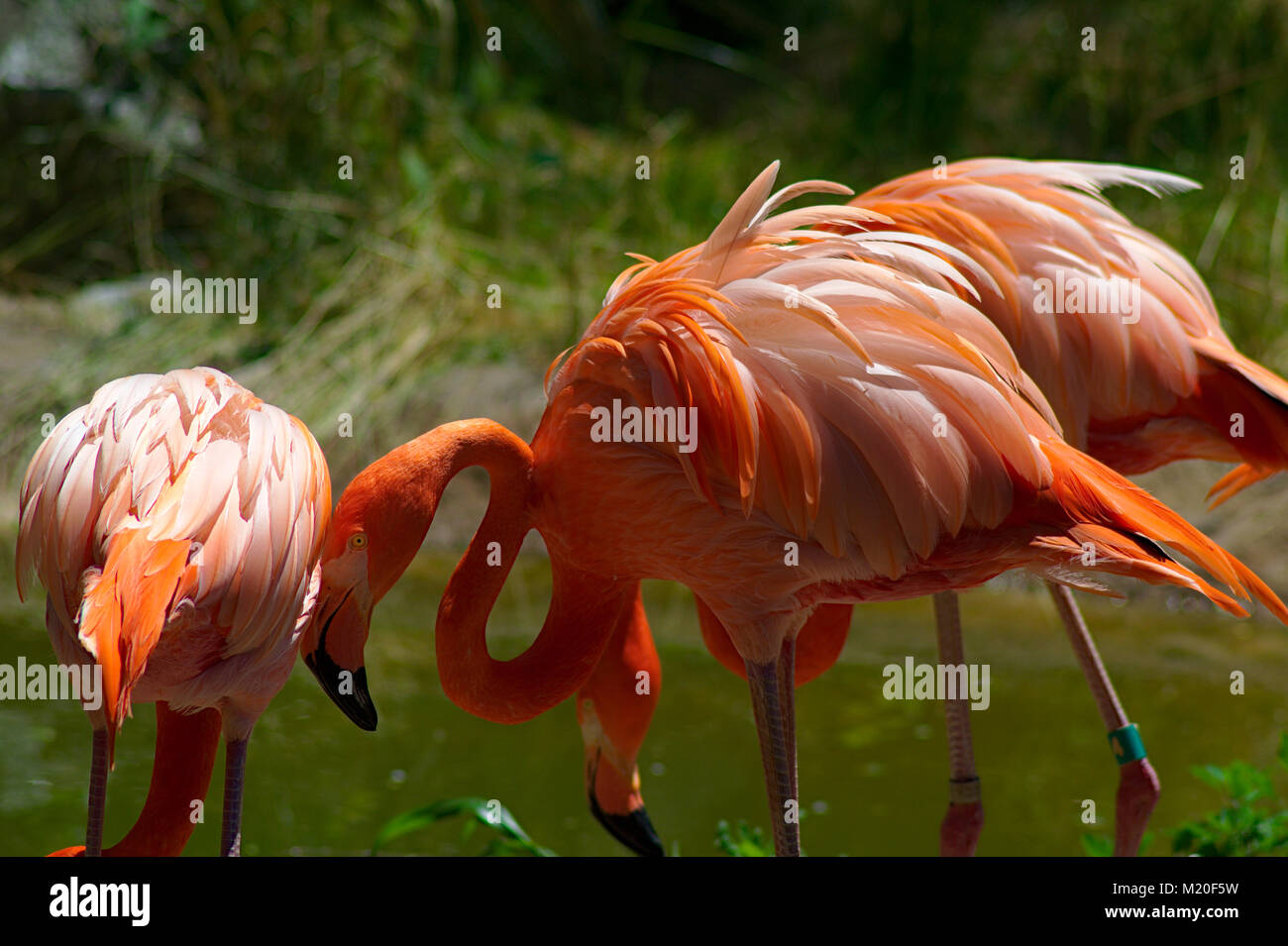 Flamingos at Baltimore Zoo Stock Photo