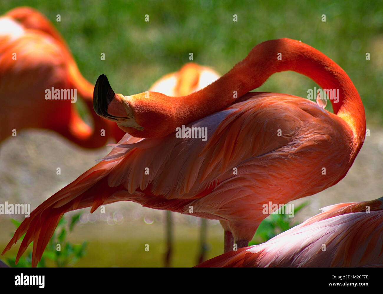 Flamingos at Baltimore Zoo Stock Photo