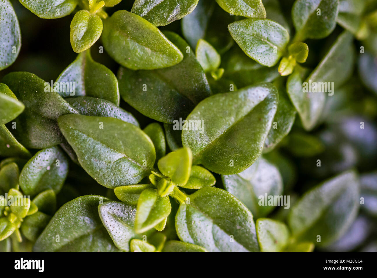 Greek basil hires stock photography and images Alamy