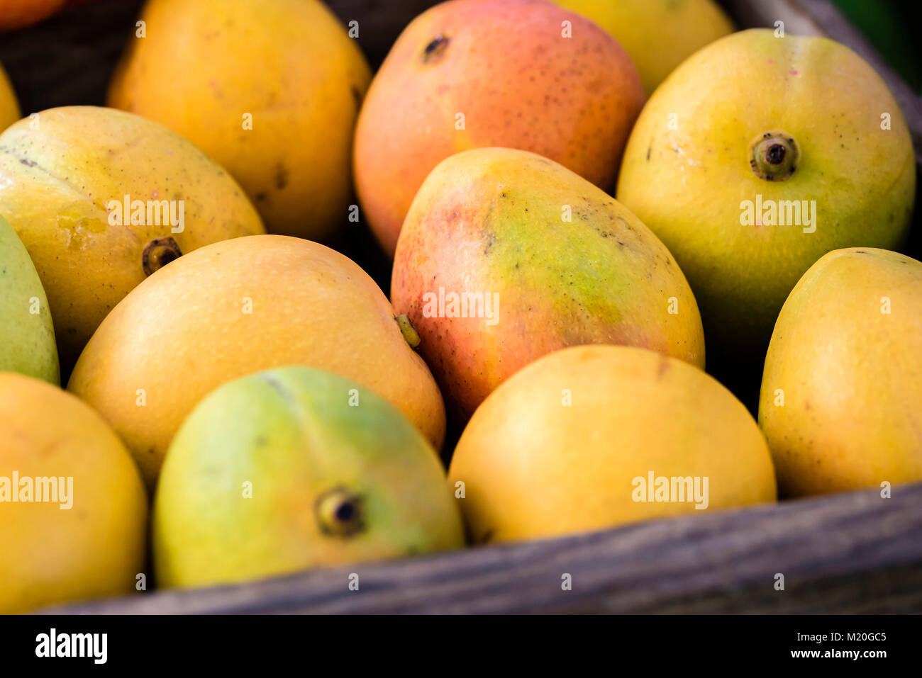 Fresh mango fruit in wooden box, full frame, closeup. Mangos yellow, red, green color, display at local market stall in Sydney, Australia. Stock Photo