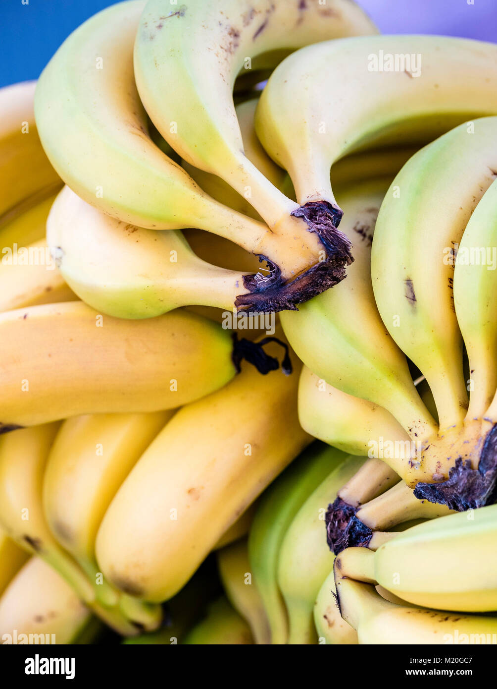 Pile of banana fruit, macro, closeup. Organic bunches of fresh banana display at producers market. Stock Photo
